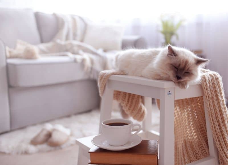 Candace Bosch | EXP Realty | Prep Your Pets For The Big Move | CAT